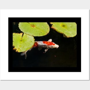 Meditation Wall Art Print - Water Lily and fish Meditation - canvas, Photo print, artboard print, poster Canvas Print Posters and Art